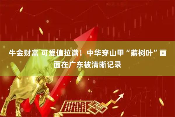 牛金财富 可爱值拉满！中华穿山甲“薅树叶”画面在广东被清晰记录